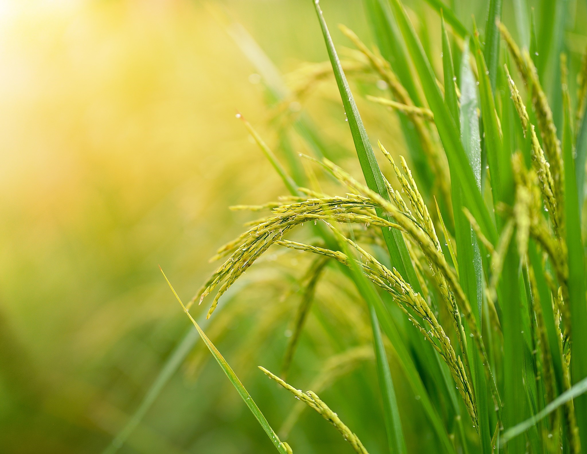 Bild für Kategorie Reissüße 